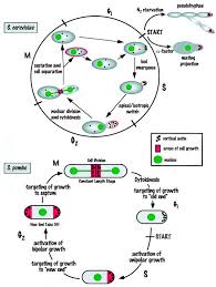 Choose a service to learn more. Cdc42 An Essential Rho Type Gtpase Controlling Eukaryotic Cell Polarity Abstract Europe Pmc