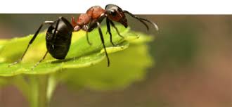 Puyallup, wa modern pest control services. Pest Control Puyallup Wa All Seasons Pest Control