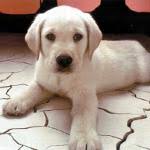 Dev ırk olarak bilinen, sakin ve soğukkanlı olan alabay çoban köpeklerinin en zekisidir. Breed Of Dog Alabay Central Asian Sheep Dog