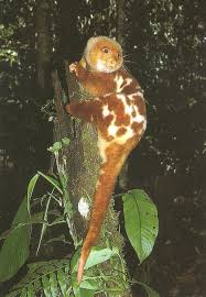 Spilocuscus Maculatus Common Spotted Cuscus Australia Spottedcuscus Australian Discount Club Support Spotted Animals Beautiful Unusual Animals Rare Animals