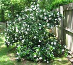 The gardenia, also called the cape jasmine, is one of the most fragrant flowers the home gardener can grow, but it presents a number of challenges. Gardenia Care How To Care For Gardinias Plantcaretoday