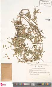 Image result for Tephrosia nyikensis