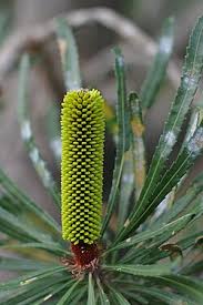 Image result for Banksia attenuata