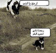 رجعنا تاني لجنووون البقر ههههههههههههههه funny cat pictures funny cats cat pics