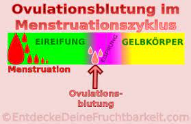 Wann die ovulationsblutung auftritt, ist. Ovulationsblutung Nutzen Um Schwanger Zu Werden