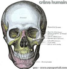 Prononciation de mandibules définition mandibules traduction mandibules signification mandibules dictionnaire. Maxillaire Definition Et Explications