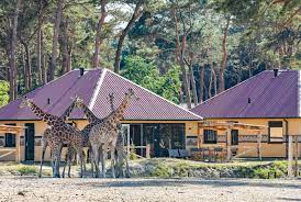 Gasten van de vakantieparken hoeven niet online te reserveren en hebben toegang tot het safaripark en speelland met hun. Overnachten In De Beekse Bergen Alles Wat Je Moet Weten Vakantie Check