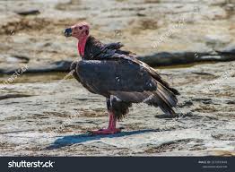 Red Vulture Royalty-Free Images, Stock Photos & Pictures | Shutterstock