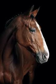 Horse Photographic Print Fabio Petroni Art Com Horses Horse Photography Pretty Horses