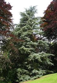 We did not find results for: Cedrus Deodara Deodar Cedar For Sale