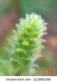 Image result for Nelsonia canescens