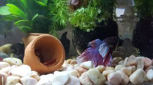 I found a kuhli loach ,a small one, in my local pet shop (like 1.5inch long). Betta Fish Care Guide A One Page Care Sheet All You Need To Know