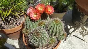 I estimate around 200 specimens with about 98% germination. Trichocereus Grandiflorus Hybrid Weird Plants Plants Succulents