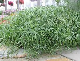 Image result for Cyperus maculatus