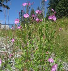 Image result for Epilobium hirsutum