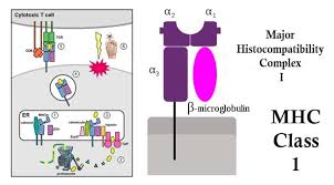 Image result for Major Histocompatibility Complex