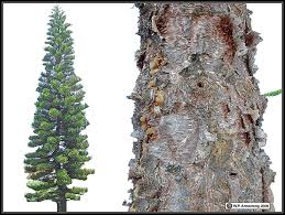Image result for Araucaria columnaris