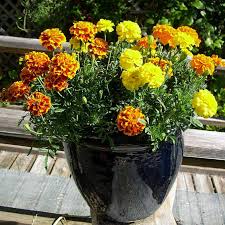 Maybe you would like to learn more about one of these? 25 Best Plants For Balcony Garden In India Plantdecors Blog