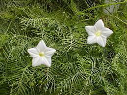 Image result for Ipomoea quamoclit