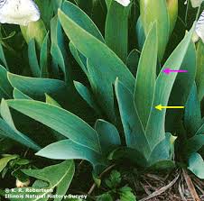 Image result for Iridaceae