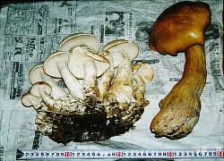 「ニオウシメジ」の画像検索結果