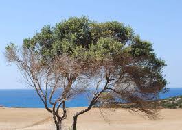Image result for xylella fastidiosa oleander symptoms