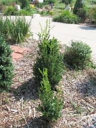 Image result for Buxus acutata