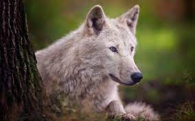 Biggest Timber Wolf Ever Recorded Arctic Wolf Dogs Animals Background Wallpapers On Desktop Nexus Animals Wolf Arctic Wolf
