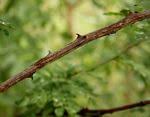 Image result for Acacia welwitschii