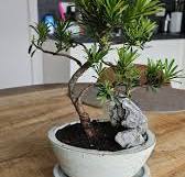 Trimming podocarpus macrophyllus with yellow and red highlights