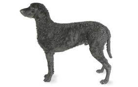 Usda licensed commercial breeders account for less than 20% of all breeders in the country. Curly Coated Retriever Dog Breed Information Pictures Characteristics Facts Dogtime