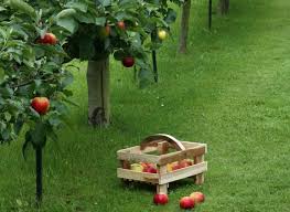 Comment Avoir Des Arbres Fruitiers Sans Maladie Arbre Fruitier Fruitier Jardins Potagers Verticaux