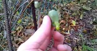 Eating Hardy Kiwi Actinidia Arguta Issai Hardy Kiwi Kiwi Hardy