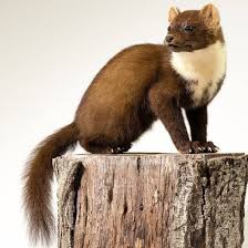 Image result for kuna lesní obrázky