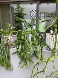 Image result for Huperzia bampsiana