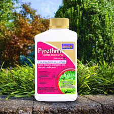 Image result for Pyrethrin