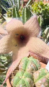 Image result for Trochomeria debilis