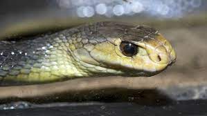 Eine erschreckend große anzahl der gefährlichsten schlangen findet man in australien. Die Giftigste Schlange Der Welt Taipan Totet Australier N Tv De