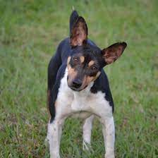 red river s jewel very muscular girl rat terrier puppies terrier puppies rat terriers