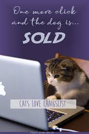 Friday Funny Cats Love Craigslist Cat Quotes Funny Funny Cat Fails Funny Craigslist Ads