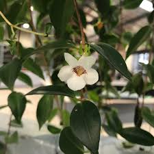Top 10 Hanging And Trailing Indoor Plants Flower Power