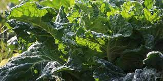 Can you make collard greens ahead of time? Can You Freeze Collard Greens Pantry Tips