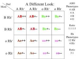 Punnett squares are useful in genetics to diagram possible genotypes of the offspring of two organisms. Does A Punnett Square Work For Genetic Traits Such As Eye Color Where There Are More Than 2 Alleles Quora