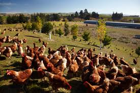 After our ladies have been with us a year they start to slow down their egg production, instead of laying every day they may lay every other day. Free Range Egg Producers Federation New Zealand