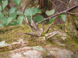 Image result for Dalbergia fischeri