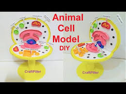 This is a model of an animal cell, enjoy it standards ngss ccss overview and background model of an animal cell lesson plan and activity discover the parts of a suitable for any biology , anatomy or aquatic science class to teach students about parts of a cell. Animal Cell Model 3d For Science Fair Project Best Out Of Waste Craftpiller By