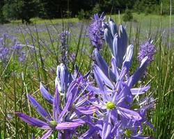 Image of Camas plant