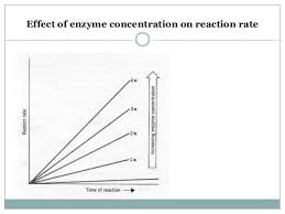 Effect Of Enzyme Concentration On Reaction Rate Reaction Rate Enzyme Kinetics Enzymes