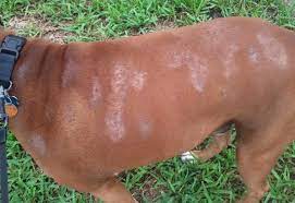 allergiya u sobak simptomy i lechenie profilaktika