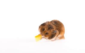 You might find some places recommending that you leave food out for your hamster all of the time. Can Hamsters Eat Cheese
